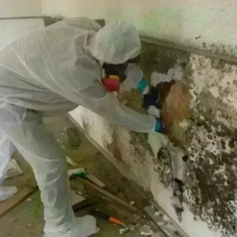 Mold Remediation and Removal in New London, MN